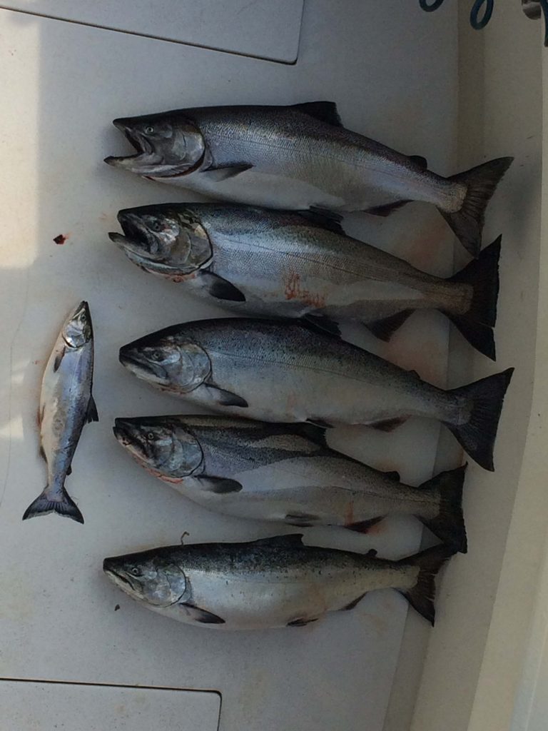 six silver king salmon laid out on the back of a boat